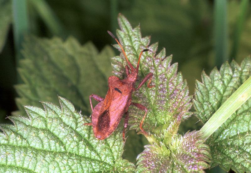 Coreus_marginatus_F1522_D_82_Les Gris_Frankrijk.jpg